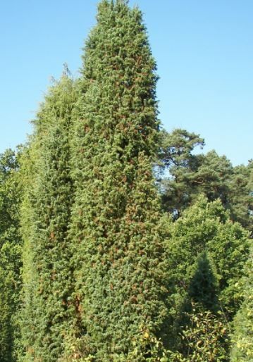 Juniper bush