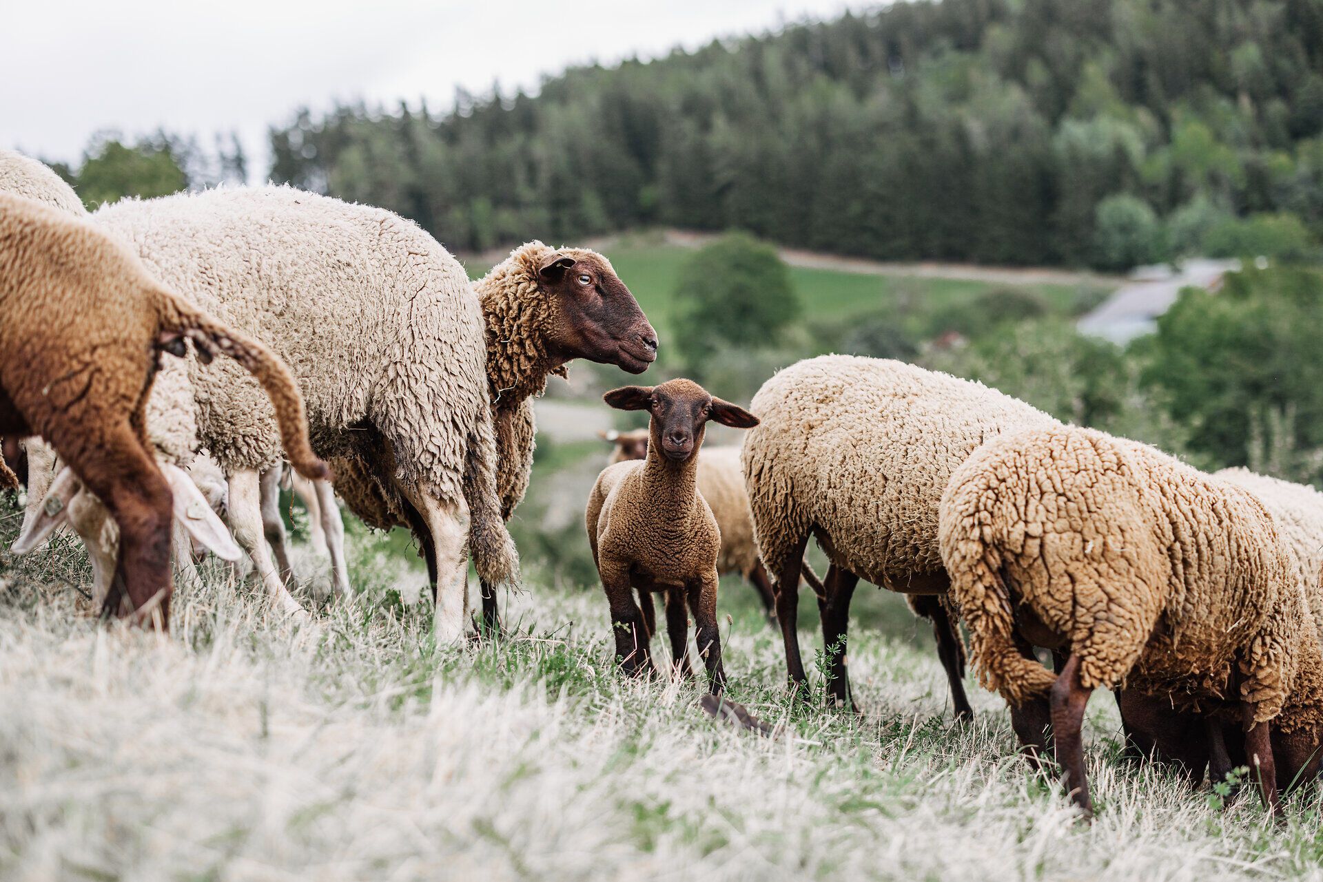 Culinary journey, sheep, Althammerhof, Semmering, Vienna Alps