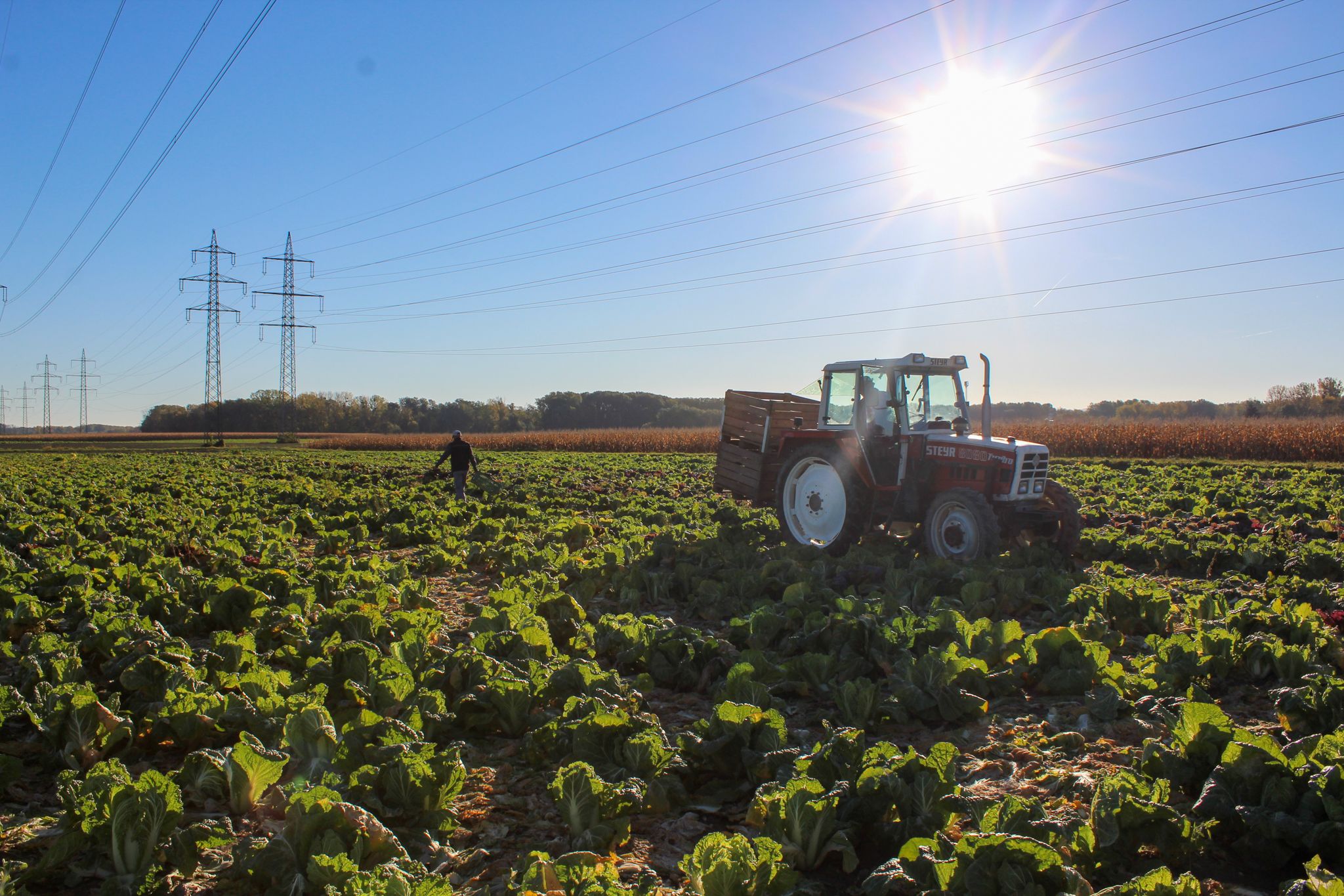 A tractor in a field of cabbage plants under a bright sun.