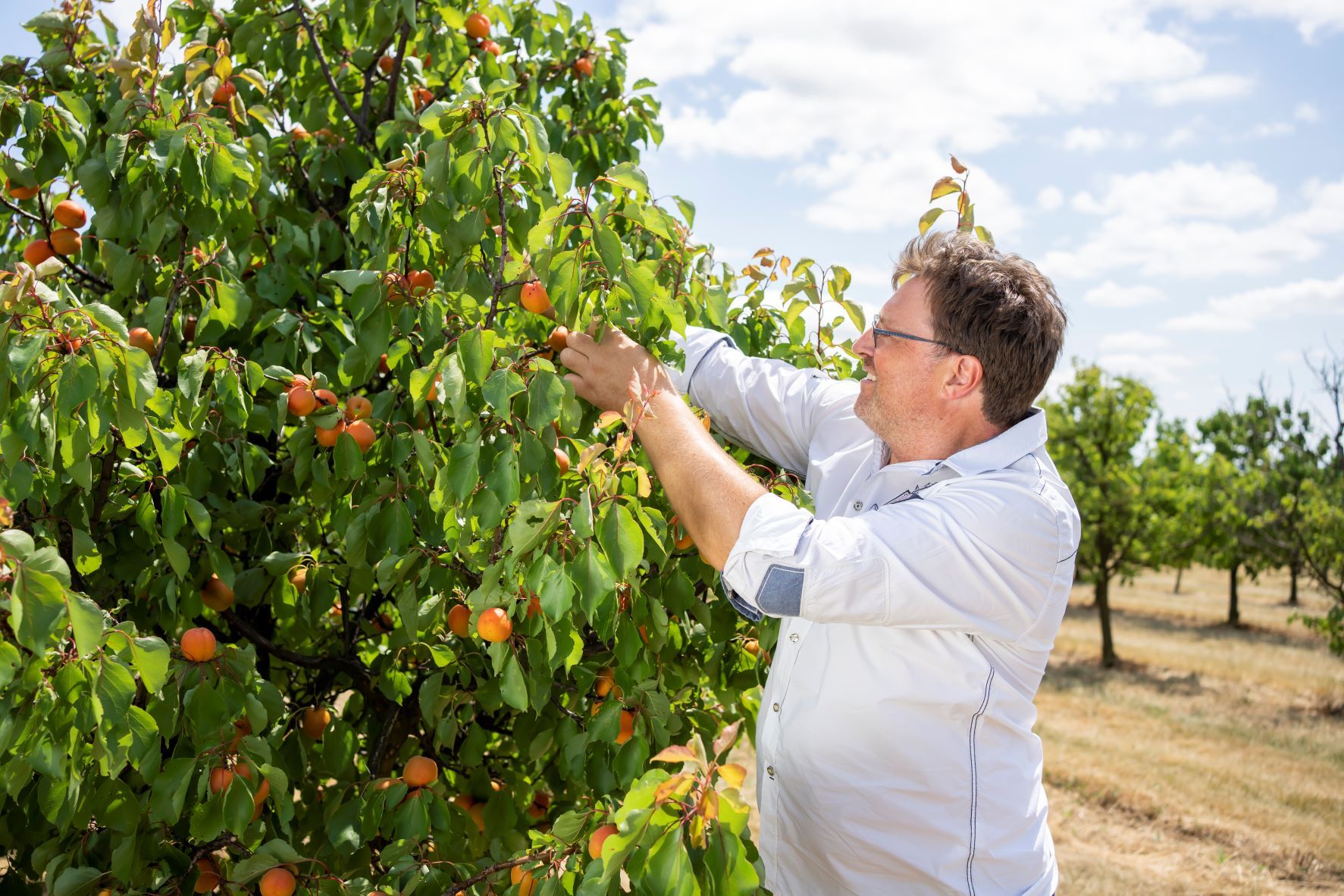 A man picks apricots from a tree in an orchard.