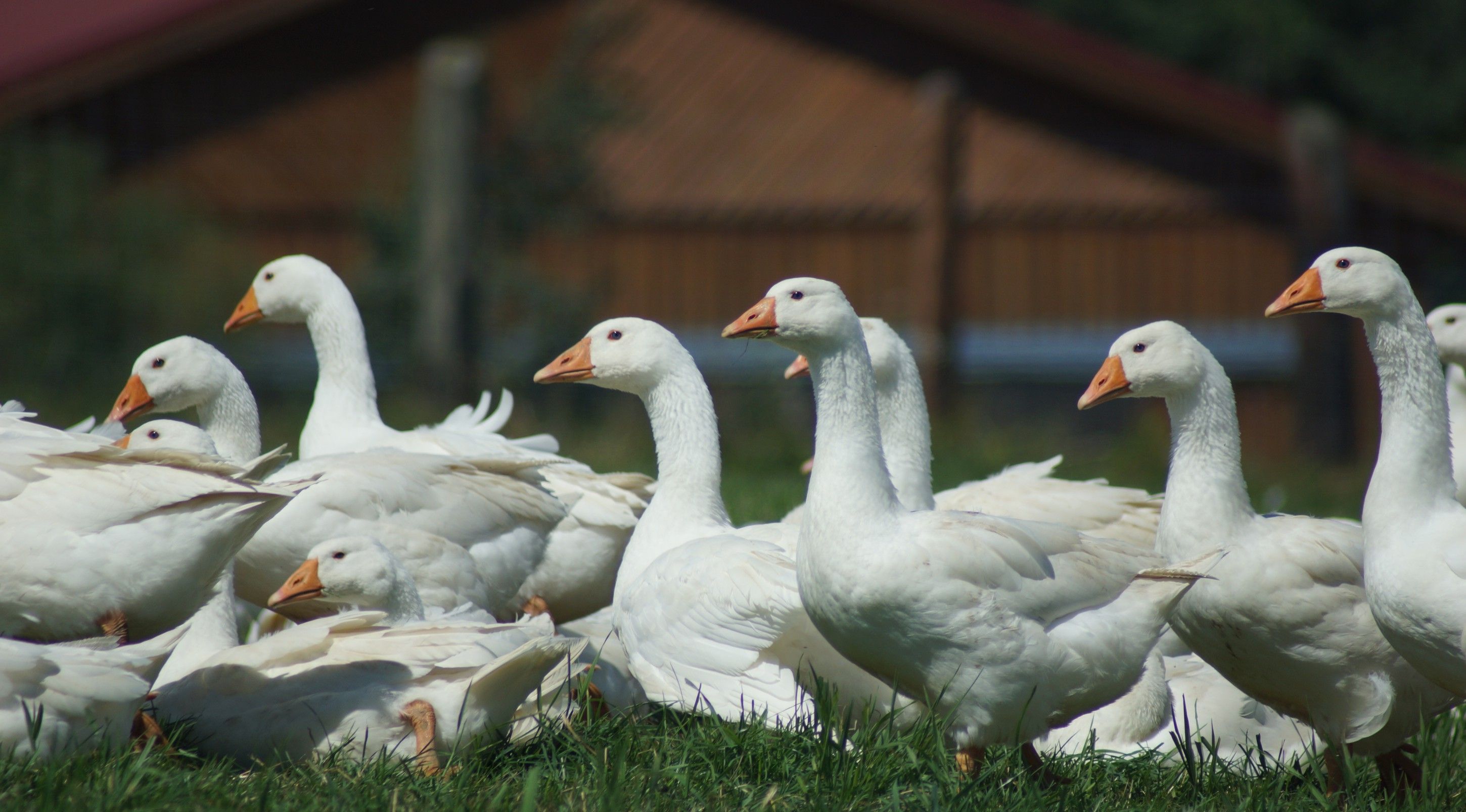 Geese
