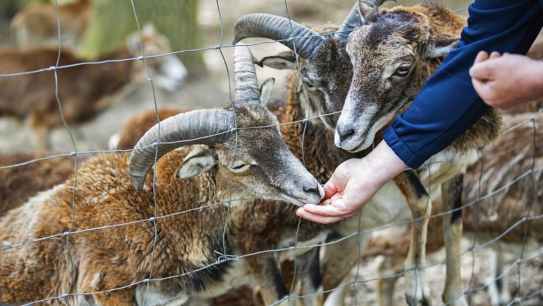 Two mouflons are fed through a fence.