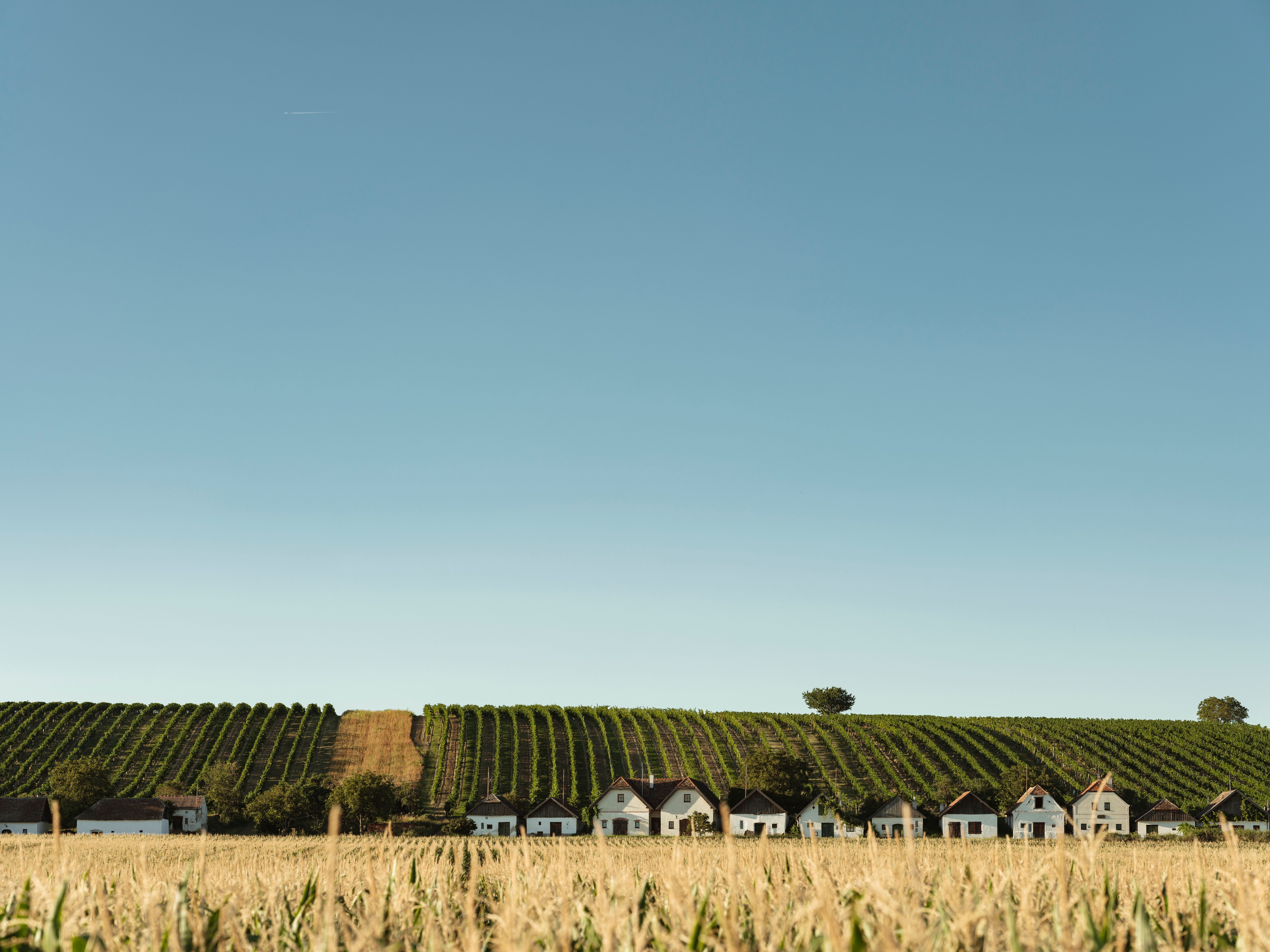Rows of wine houses in front of a vineyard under a clear sky.