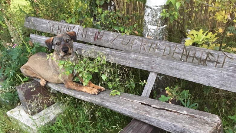 Good-natured farm dog logo on the banker, &copy; Peter Brezina