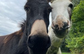donkey-at-karnerhof, © Karnerhof