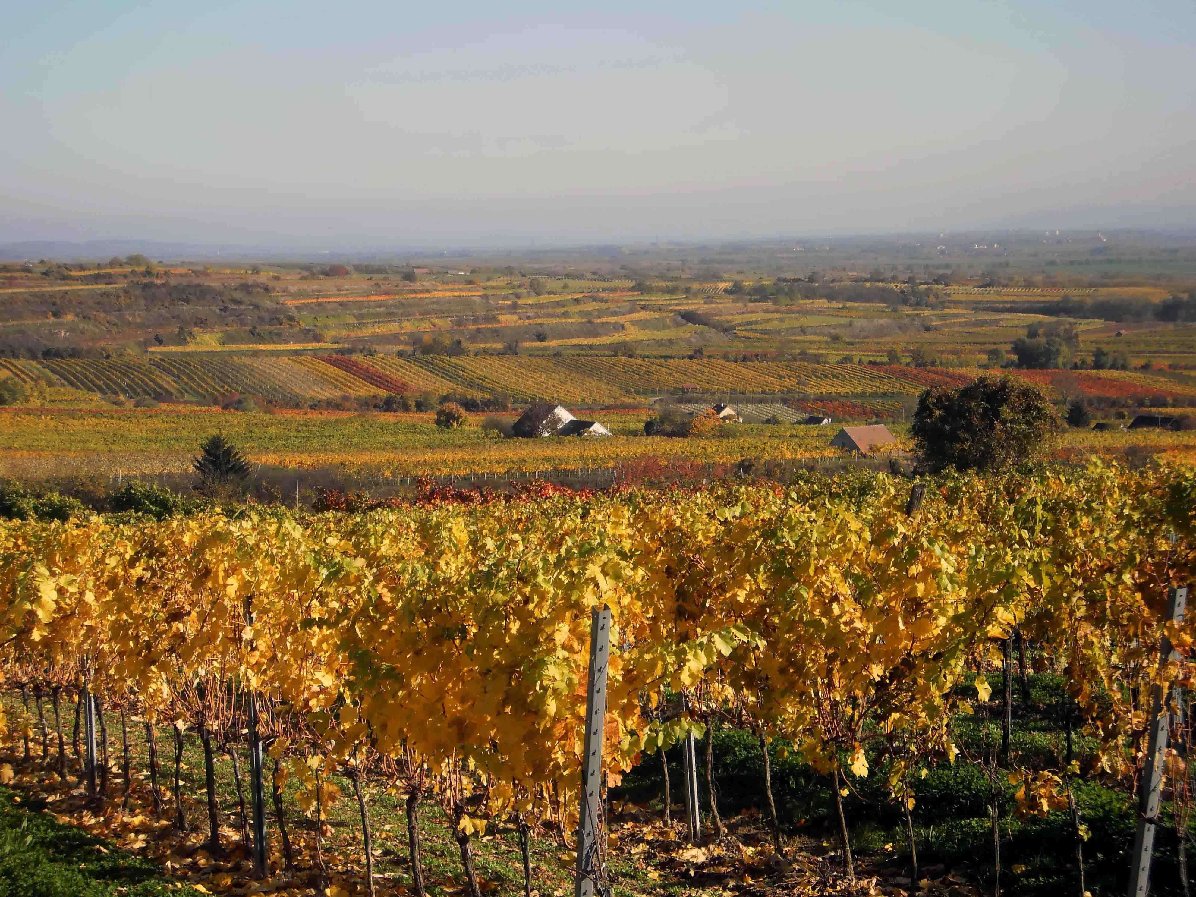 Autumnal vineyards with colorful foliage in a hilly landscape.