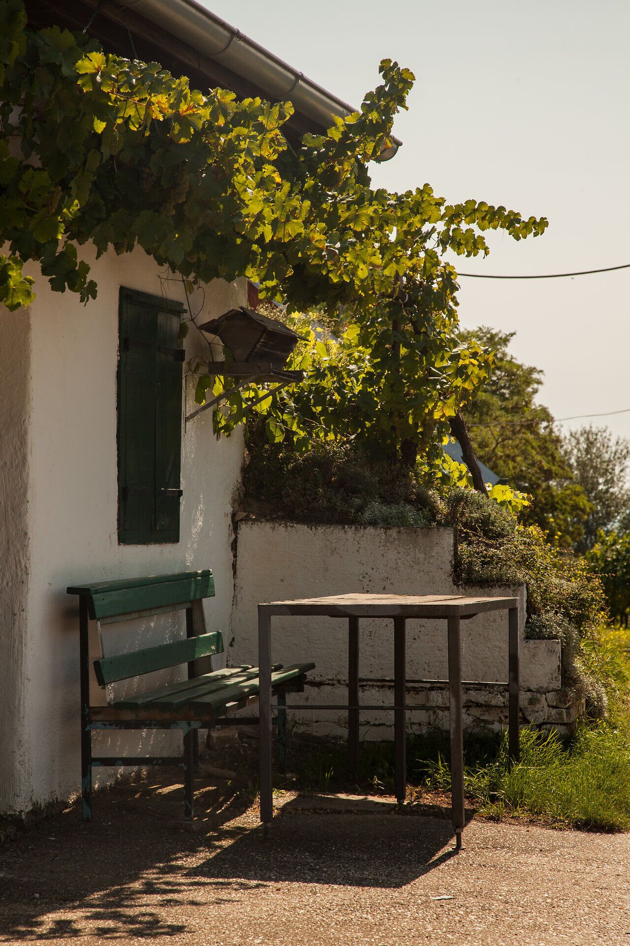 An inviting spot under the shade of the vines invites you to linger. The gentle breeze and the soft rustling of the leaves create a relaxed atmosphere, perfect for a break in nature.