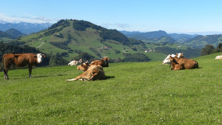 The cows also enjoy the beautiful hilly landscape, &copy; Urlaub am Bauernhof &ndash; Fam. Schweighuber