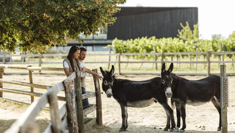 Animal experience in the Weinviertel museum village, © Weinviertel Tourismus / Michael Reidinger