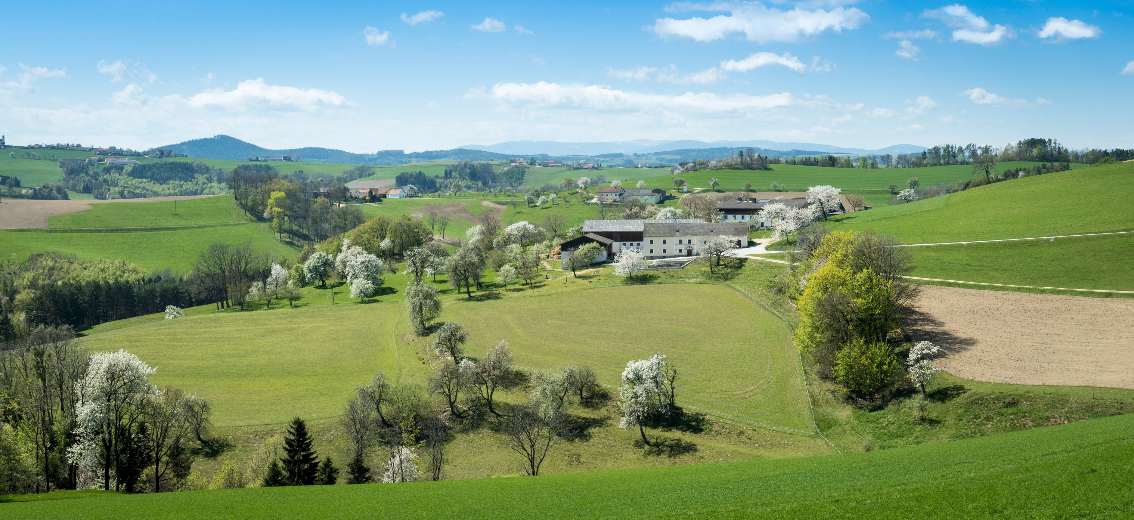 Panorama of a rural, hilly landscape with green fields, blossoming trees and a farm in the background.