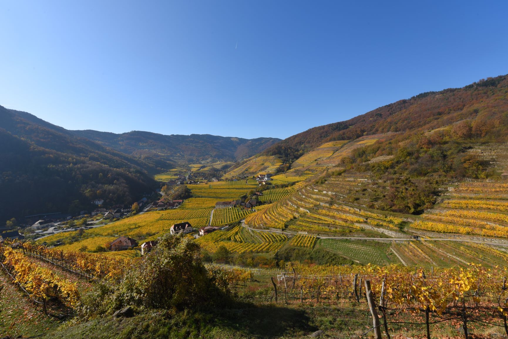 Vineyards in the Spitzer Graben in autumnal colors.