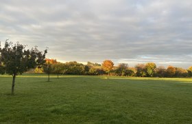 Autumn landscape with trees in a meadow at sunset.