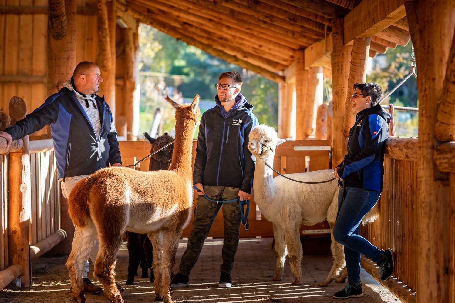 Three people stand in a wooden stable with alpacas.