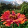 Close-up of an orange-red flower in front of a blurred mountain panorama with snow.