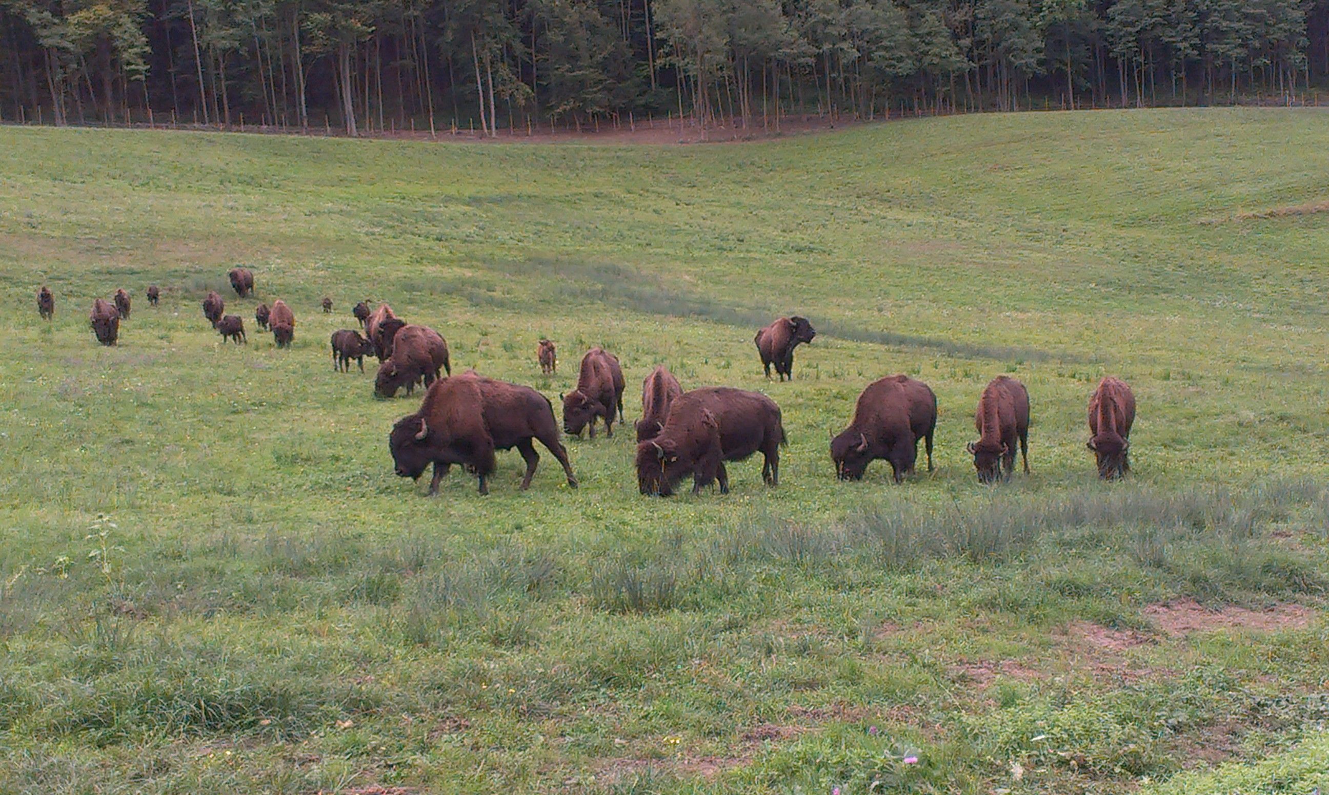 A herd of bison graze on a green meadow in front of a forest.