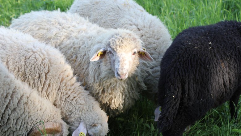 Sonnegg farm grazing sheep, &copy; Hof Sonnegg
