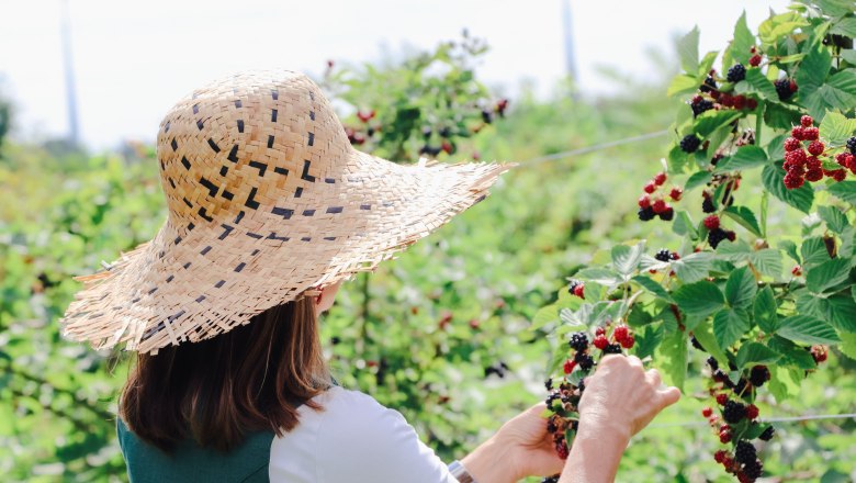 Person with straw hat picking blackberries in the garden.