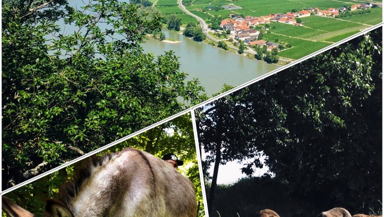 Flyer donkey hike, &copy; Stefanie Putzgruber