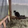 A black and white cat sits on a wooden board in a hay shed.