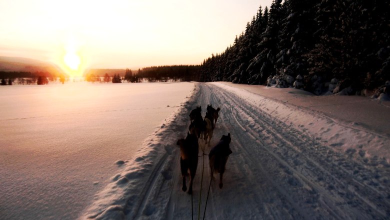 Huskies pull a sled through a snowy landscape at sunrise.