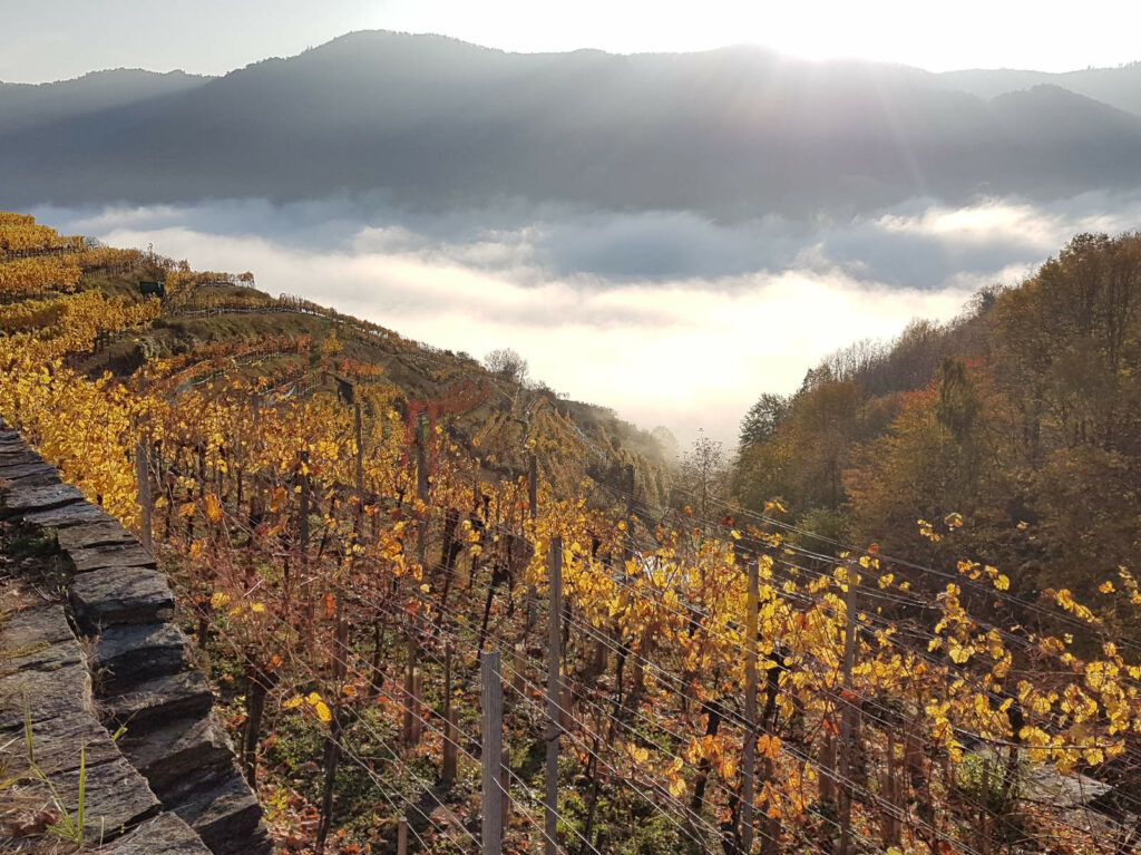 Höll vineyard
