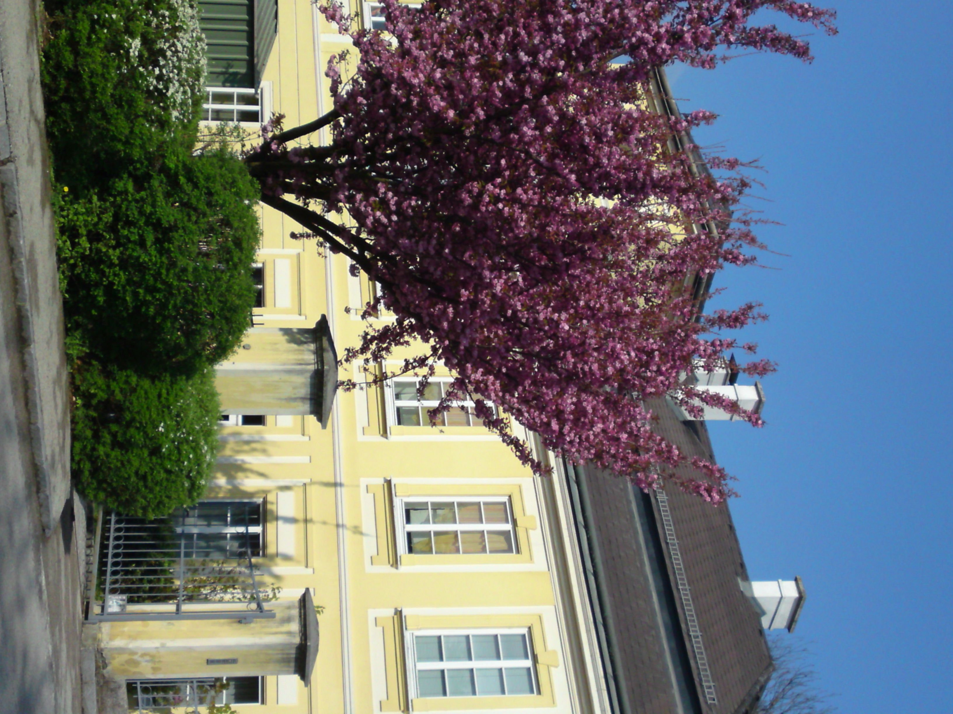 Yellow building with blossoming tree in the foreground and blue sky.