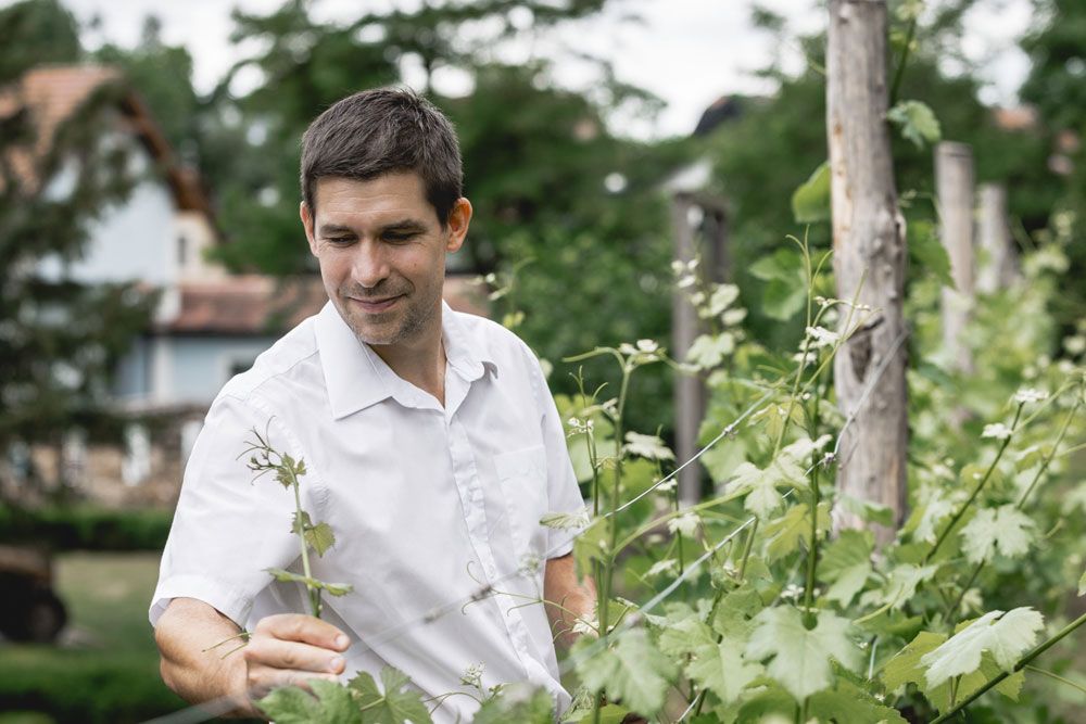Man in white shirt inspects plants in a garden.