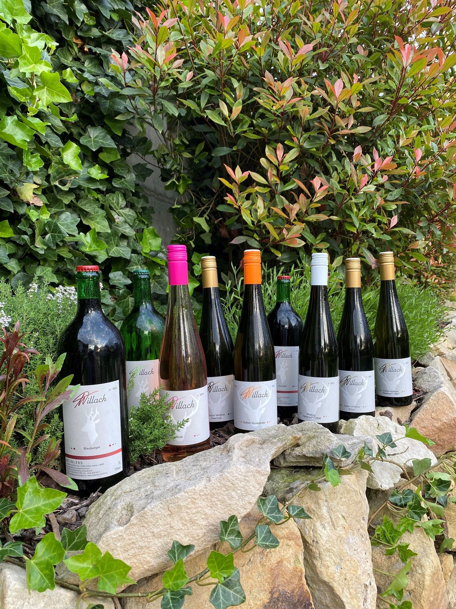 Wine bottles trapped on a wall 