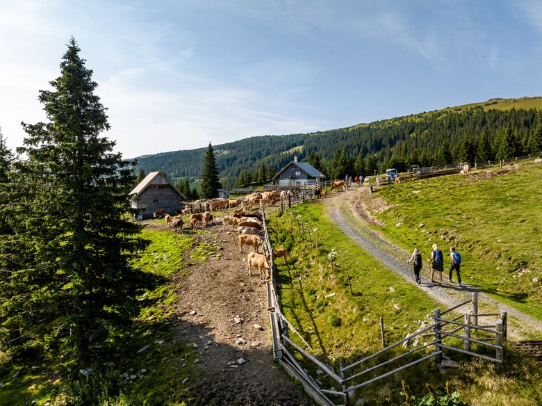 Mountain landscape with cows, hikers and huts on the Marienseer Schwaig.