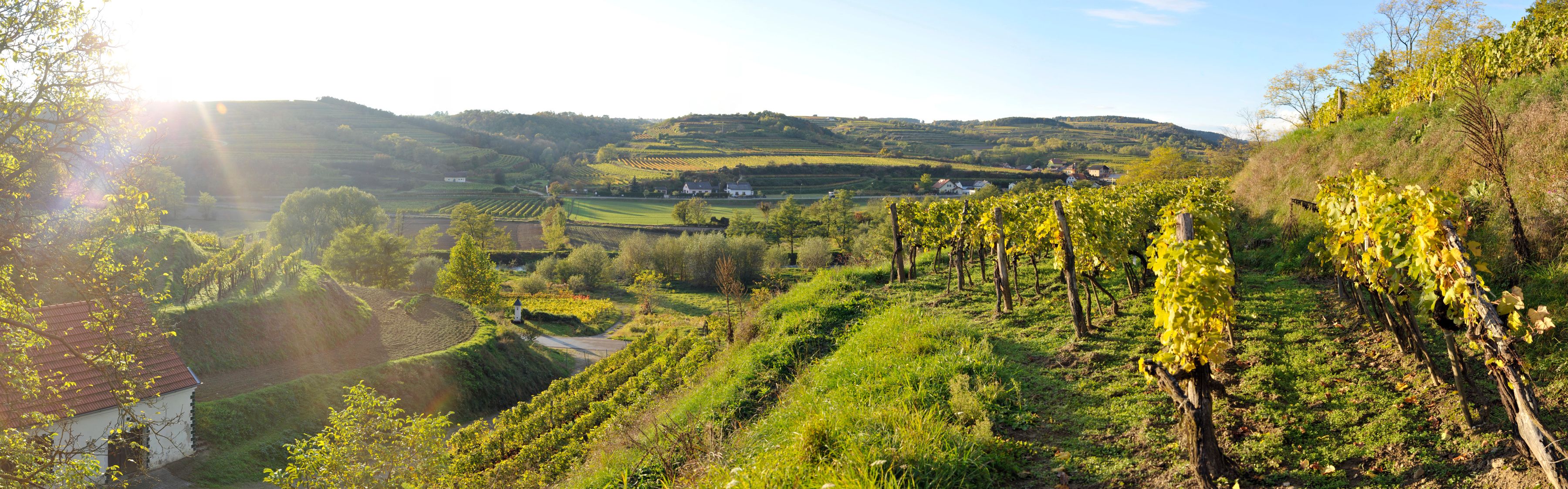 Vineyards in Schönberg am Kamp at sunset.