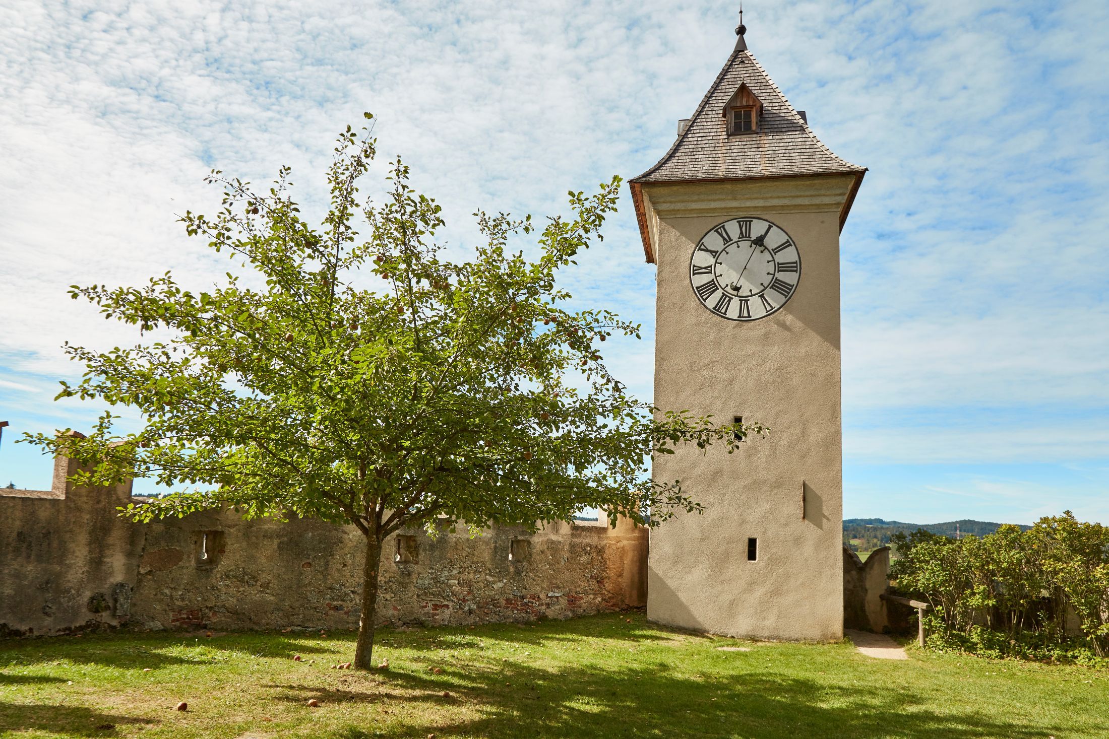 A clock tower with Roman numerals next to a tree in a meadow, surrounded by an old stone wall.