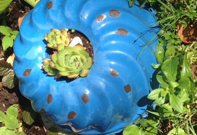 An old blue bundt cake tin serves as a planter for succulents in a garden.
