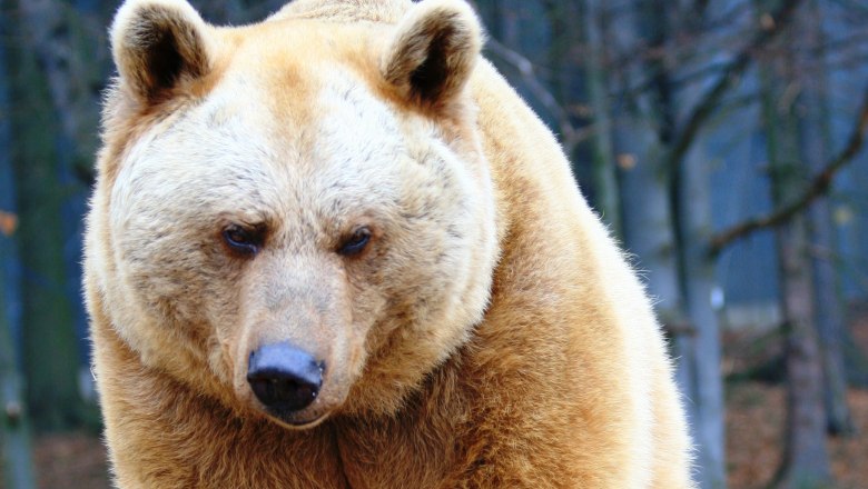 Bears in Bärenhof Arbesbach, © Vier Pfoten/ Stefan Knöpfer