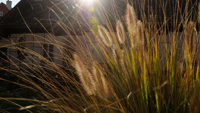 Sunlight shines through ornamental grass in front of a house roof.