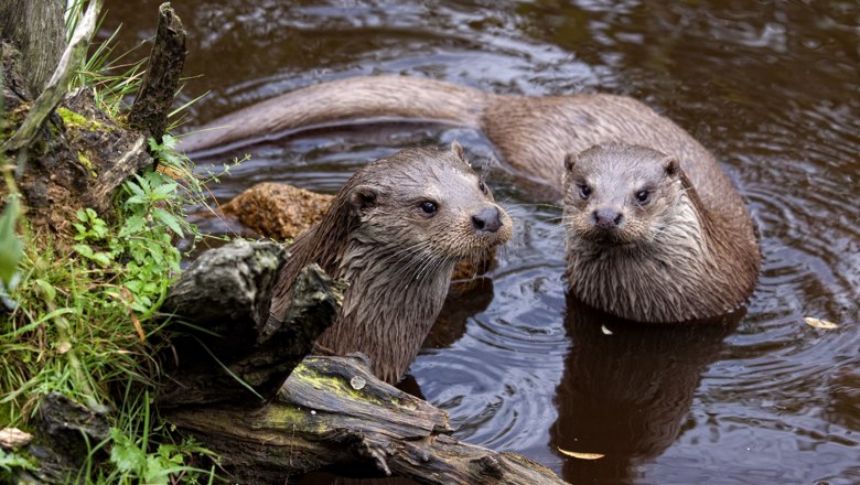 Otters at the Hochmoor Schrems nature reserve, © Verein Naturparke Niederösterreich/ NuP Hochmoor Schrems