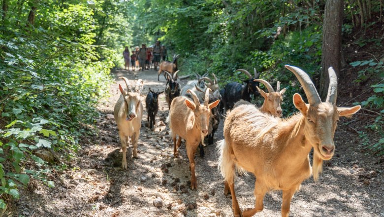 A group of goats walks along a forest path, followed by people in the background.