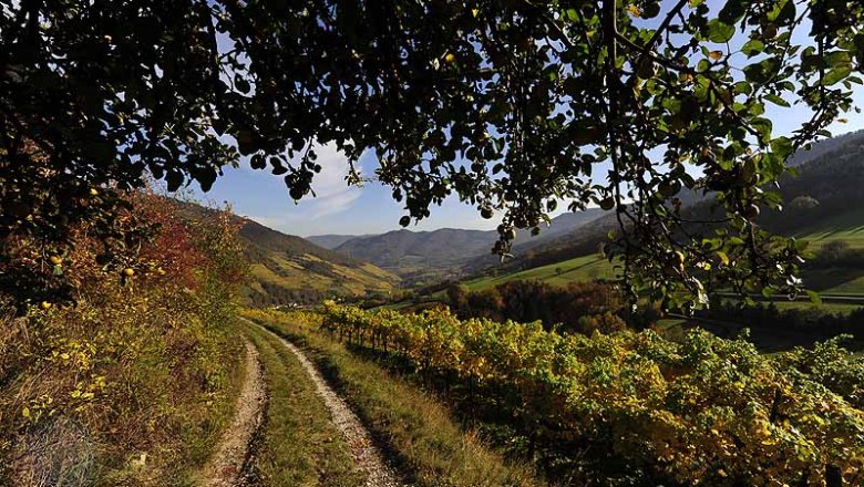 viticulture wachau, © Petr Blaha