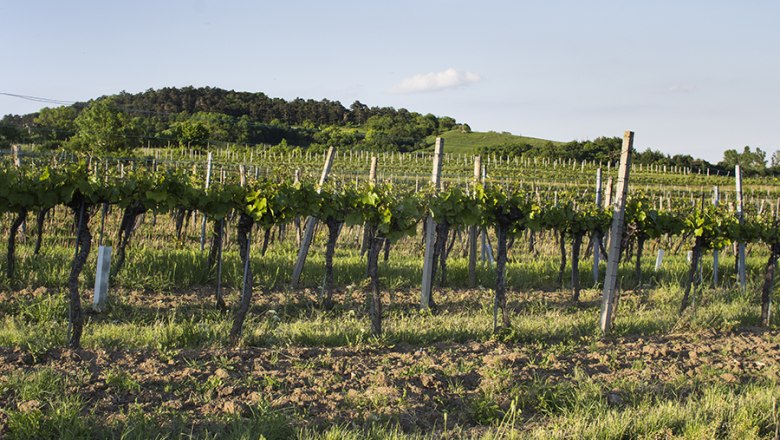 The surroundings, © Hotel Holzinger