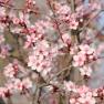 Close-up of blooming apricot blossoms on a tree.
