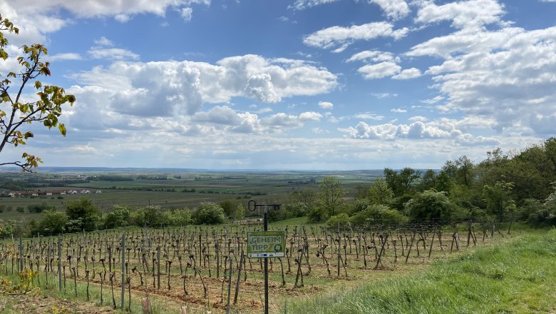 Vineyard in the Weinviertel with a wide view over the landscape, blue sky and clouds.