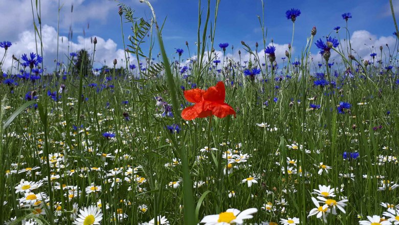 Bee meadow, &copy; Ferienhaus Angel, Fotograf Heidi Angel