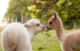 Freddy und Ilvy, © Alpakagarten Texingtal