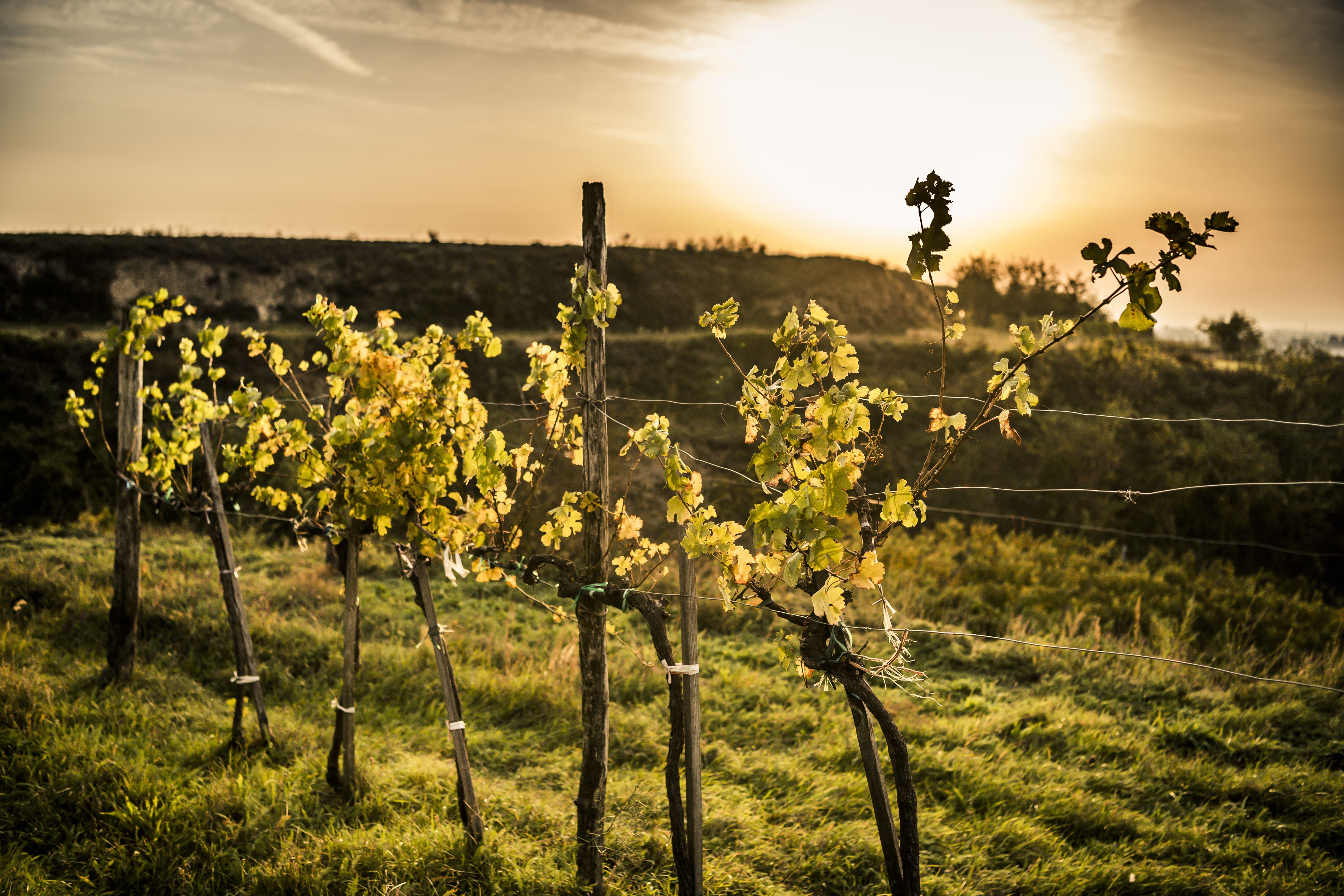 Vines in the sunset on a hill in fall.