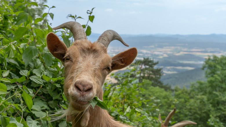 A goat eats leaves in front of a landscape with hills in the background.