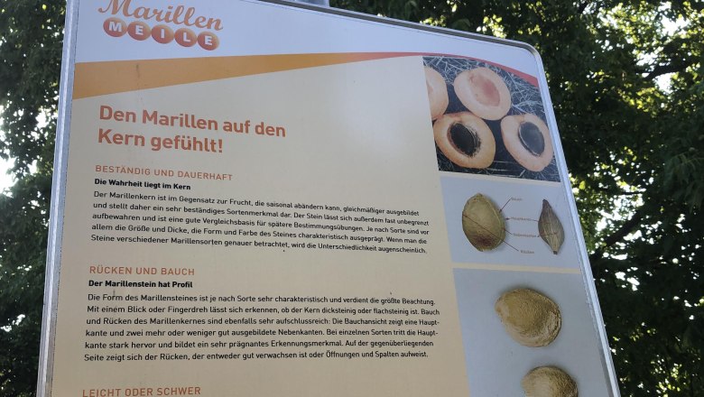 Information board on the apricot mile, © Donau NÖ Tourismus GmbH