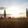 Sunset over a field with trees and tall grass.