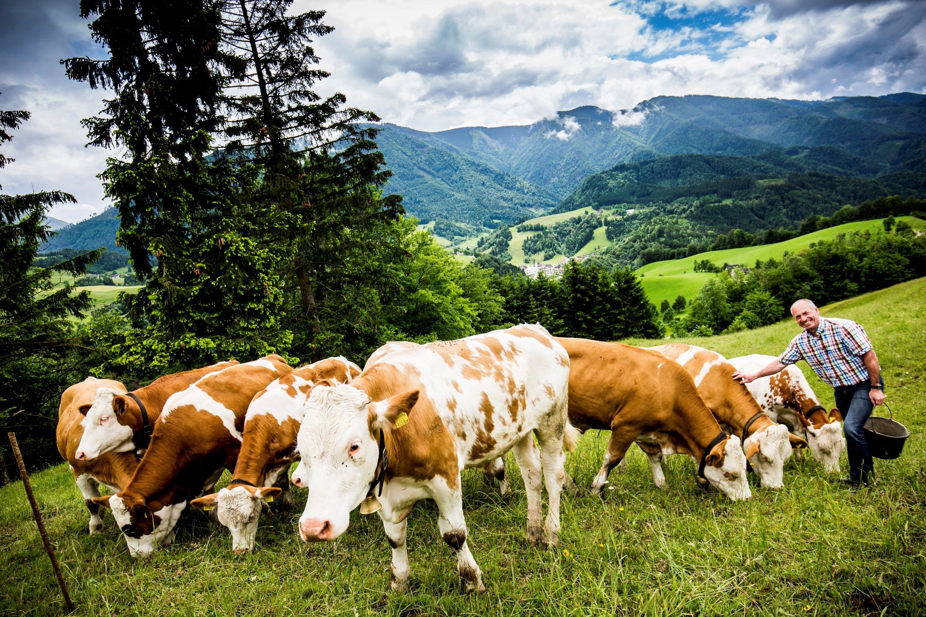 Organic farm Hinterstockreith