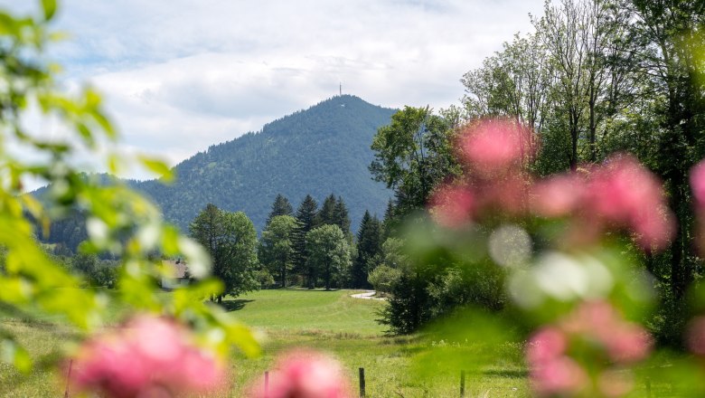 Mountain landscape with green meadows and trees, blurred pink flowers in the foreground.