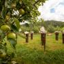 Apple tree in the foreground, sculptures on pedestals in the background, green meadow and cloudy sky.