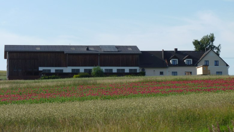 A farm with a large building and a field of red flowers in the foreground.